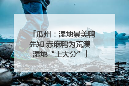 瓜州：湿地景美鸭先知 赤麻鸭为荒漠湿地“上大分”