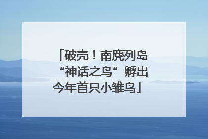 破壳！南麂列岛“神话之鸟”孵出今年首只小雏鸟