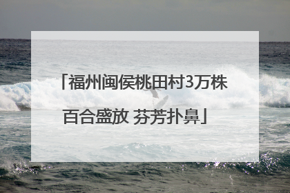 福州闽侯桃田村3万株百合盛放 芬芳扑鼻