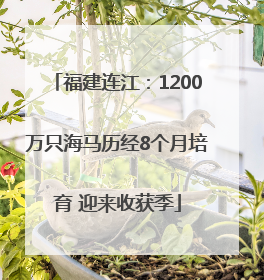 福建连江：1200万只海马历经8个月培育 迎来收获季