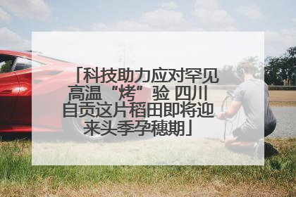 科技助力应对罕见高温“烤”验 四川自贡这片稻田即将迎来头季孕穗期