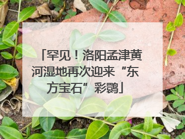 罕见！洛阳孟津黄河湿地再次迎来“东方宝石”彩鹮
