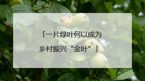 一片绿叶何以成为乡村振兴“金叶”