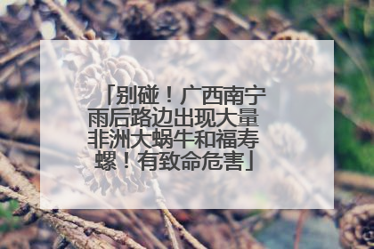别碰！广西南宁雨后路边出现大量非洲大蜗牛和福寿螺！有致命危害