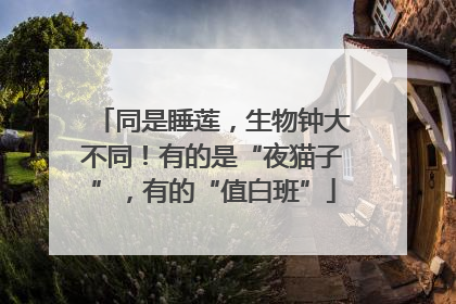 同是睡莲，生物钟大不同！有的是“夜猫子”，有的“值白班”
