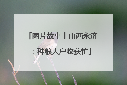 图片故事丨山西永济：种粮大户收获忙