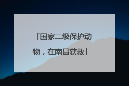 国家二级保护动物，在南昌获救