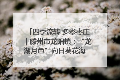 四季流转 多彩枣庄｜滕州市龙阳镇：“龙湖月色”向日葵花海 绘就乡村振兴新画卷
