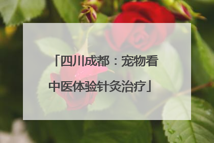 四川成都：宠物看中医体验针灸治疗