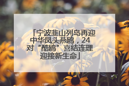 宁波韭山列岛再迎中华凤头燕鸥，24对“酷鸥”喜结连理迎接新生命