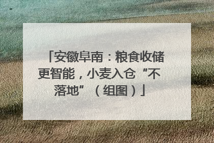 安徽阜南：粮食收储更智能，小麦入仓“不落地”（组图）