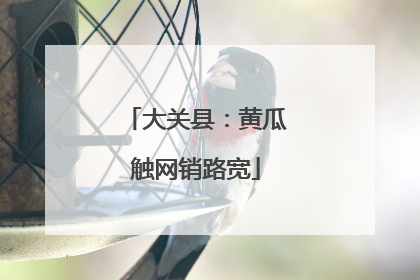 大关县：黄瓜触网销路宽