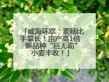 威海环翠：麦穗比手掌长！亩产高1倍 新品种“巨无霸”小麦丰收！