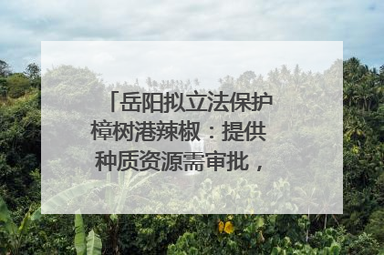 岳阳拟立法保护樟树港辣椒：提供种质资源需审批，违规最高罚5万