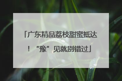 广东精品荔枝甜蜜抵达！“豫”见就别错过