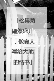松果菊翩然盛开，像夏天写给大地的情书