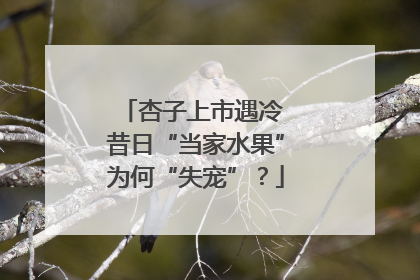 杏子上市遇冷 昔日“当家水果”为何“失宠”？