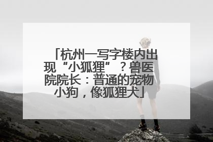 杭州一写字楼内出现“小狐狸”？兽医院院长：普通的宠物小狗，像狐狸犬
