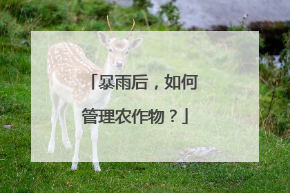 暴雨后，如何管理农作物？
