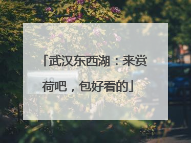 武汉东西湖：来赏荷吧，包好看的