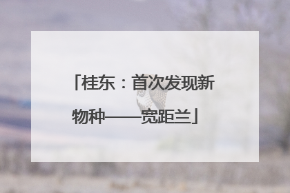 桂东：首次发现新物种——宽距兰