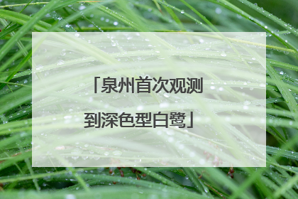 泉州首次观测到深色型白鹭
