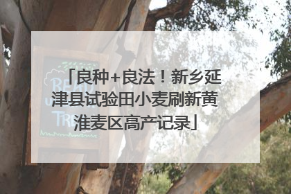 良种+良法！新乡延津县试验田小麦刷新黄淮麦区高产记录
