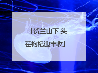 贺兰山下 头茬枸杞迎丰收