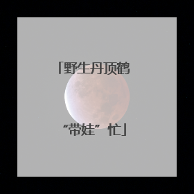 野生丹顶鹤“带娃”忙