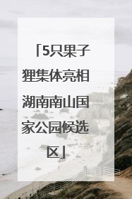 5只果子狸集体亮相湖南南山国家公园候选区