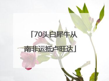 70头白犀牛从南非运抵卢旺达
